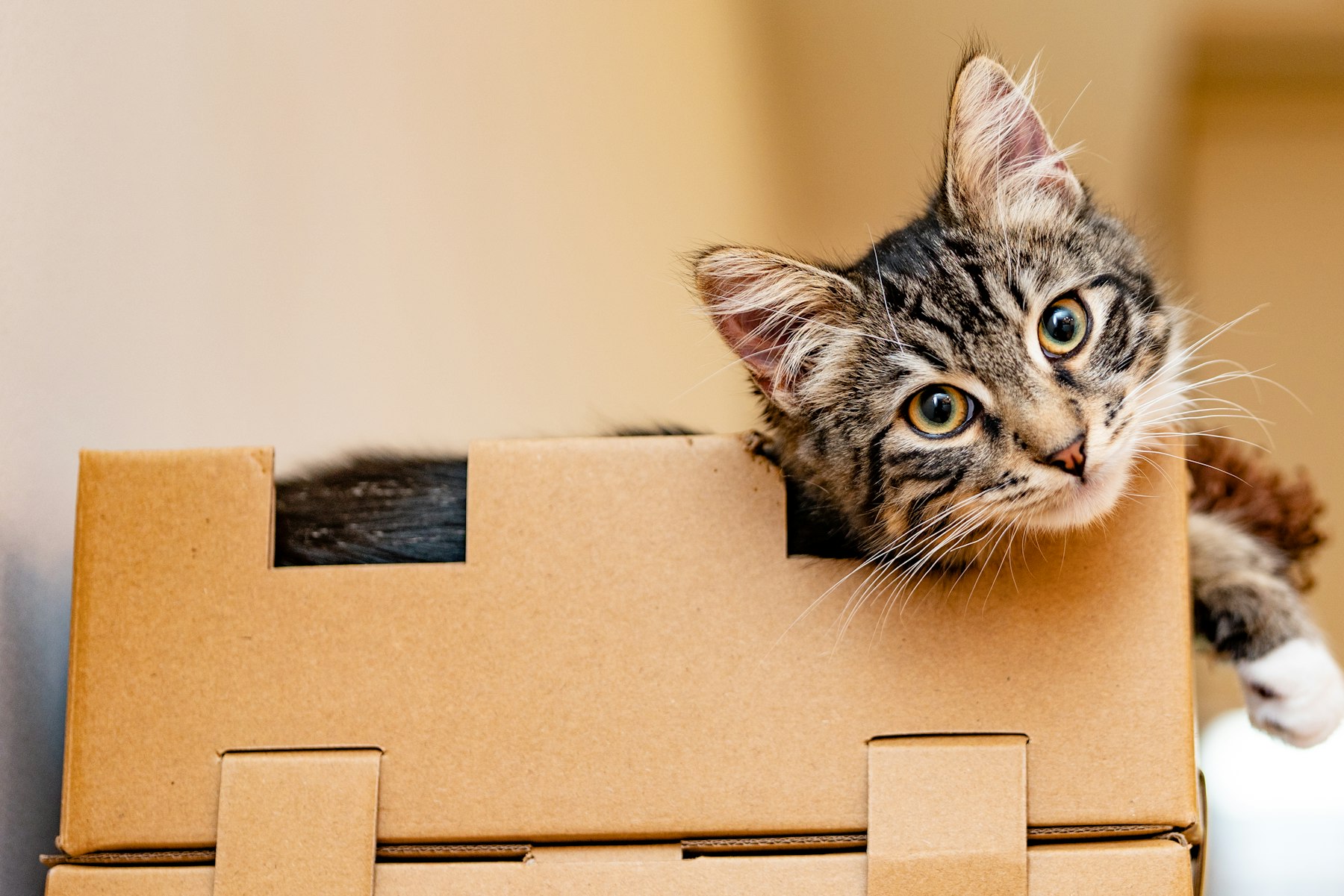 Tabby cat sitting beside stacked cardboard boxes