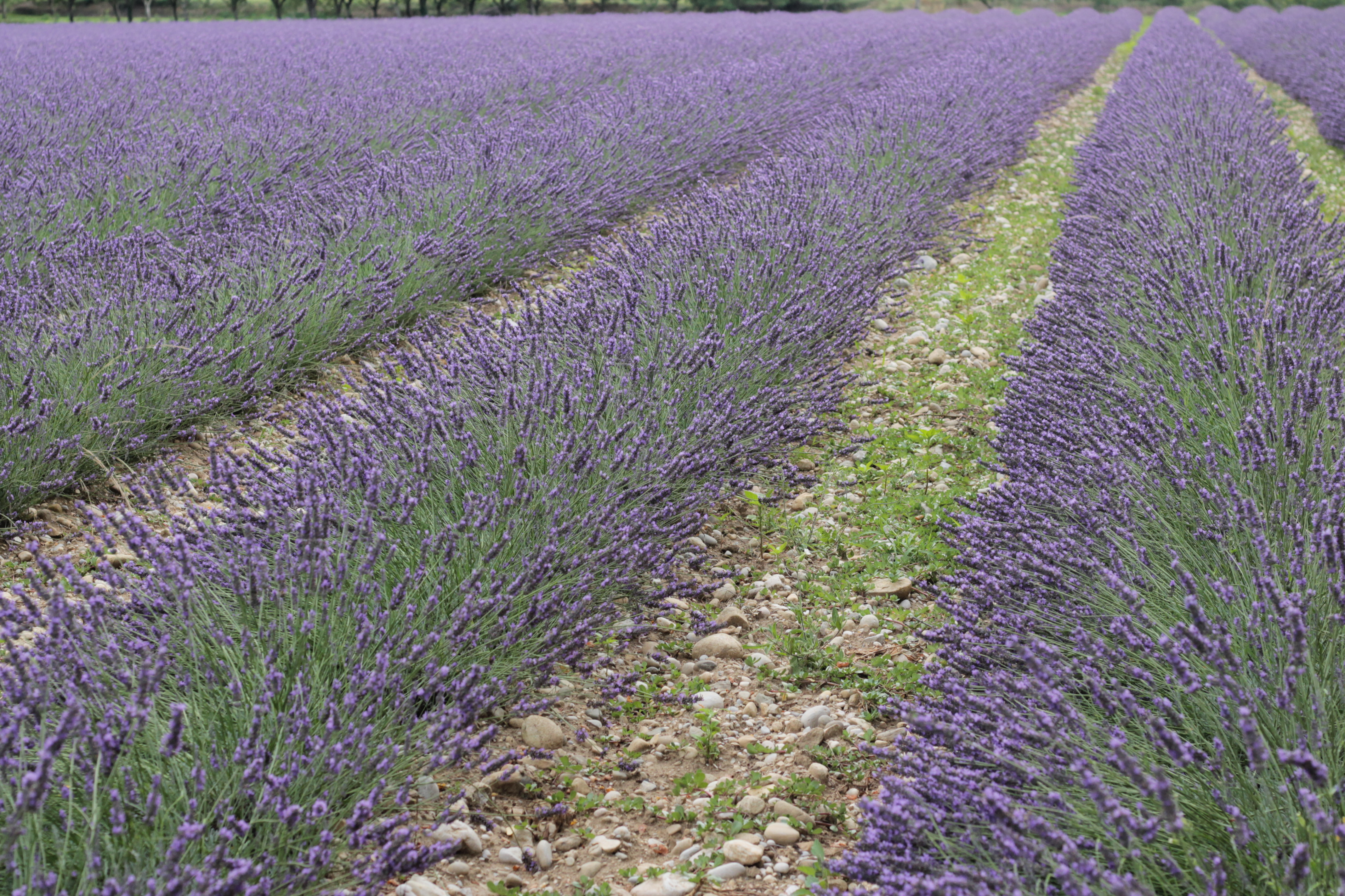 Rows of purple lavender flowering across a field in the Drôme countryside