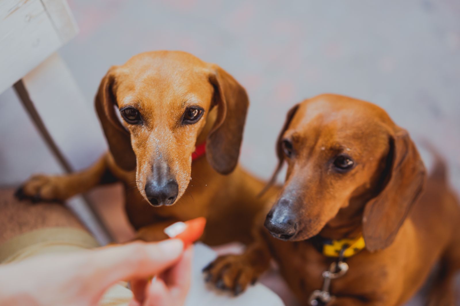 Two dachshunds watching a treat held out by hand