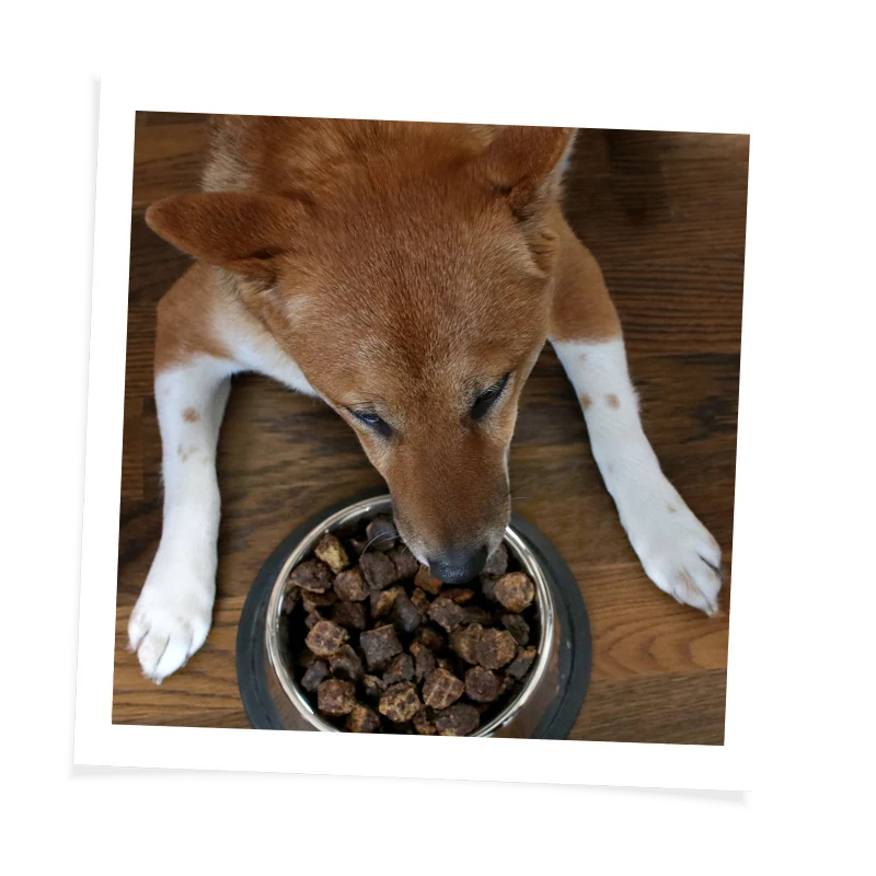 Dog eating food from Fidelis