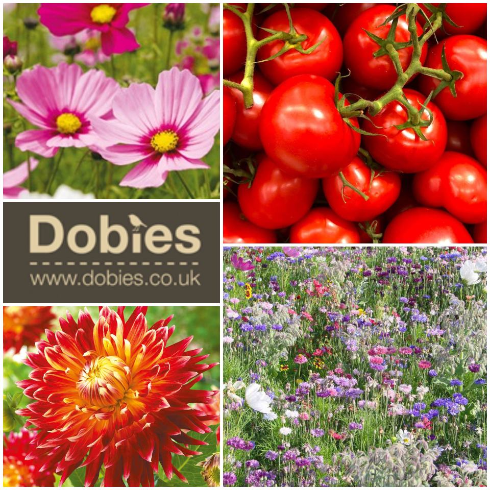 Dobies vegetable plants and flowers grown from seed