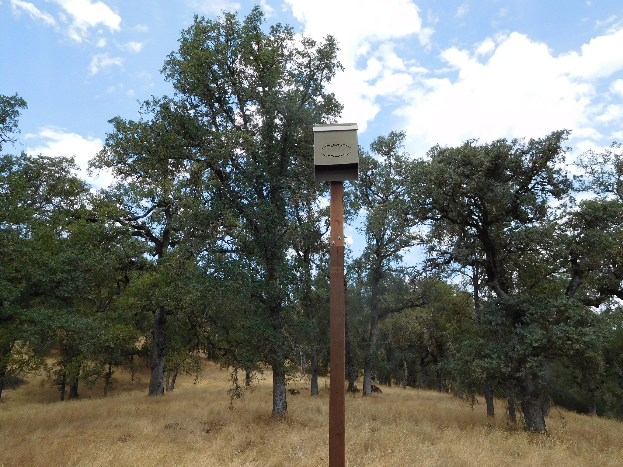Tall wooden bat house on a pole among oak trees