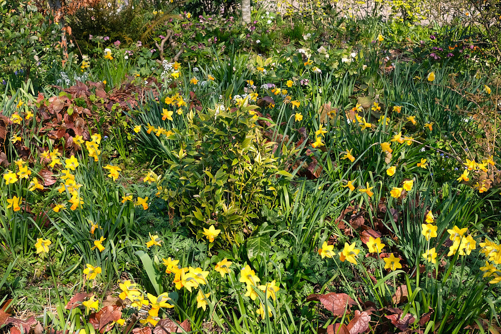 Colourful spring bulbs flowering naturally across a garden bed
