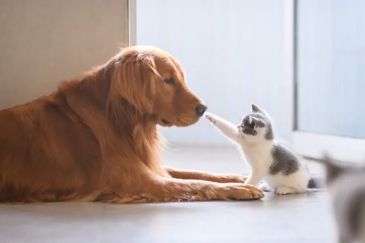 Petgevity | Award-winning UK Lifetime Pet Insurance Provider products or experience