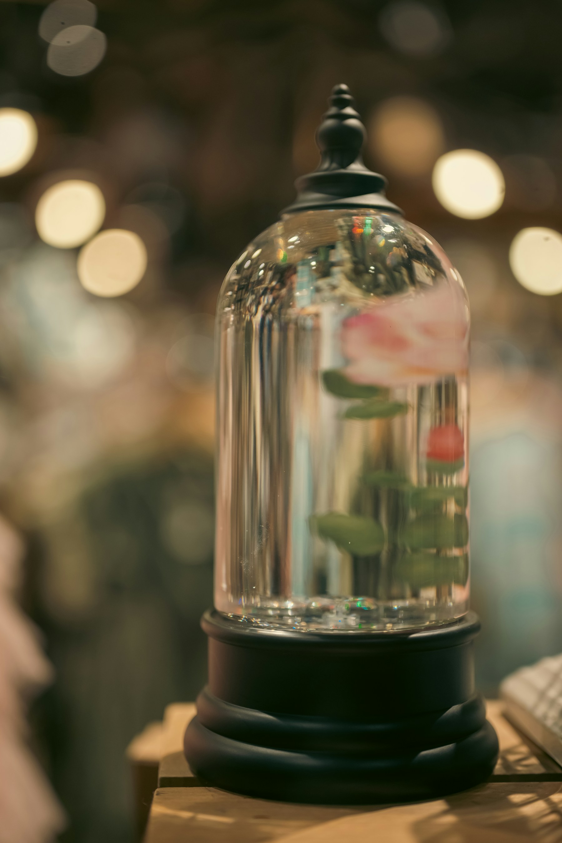 Pink preserved rose displayed beneath a glass dome with warm lights in the background