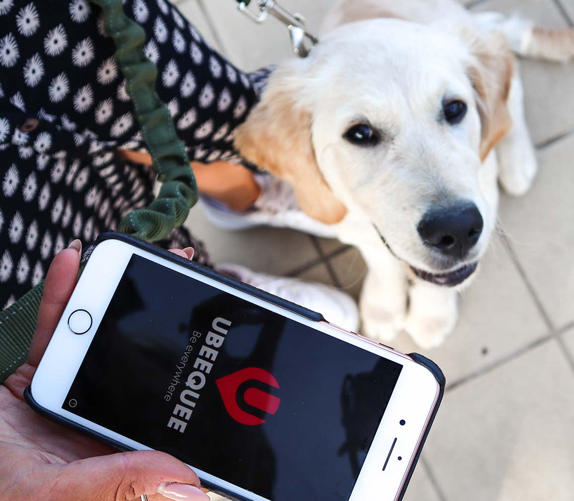 Dog beside a phone displaying the location of its UBEEQUEE GPS tracker