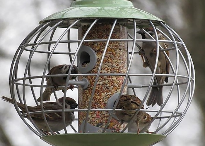Wild birds feeding at a Happy Beaks garden feeder