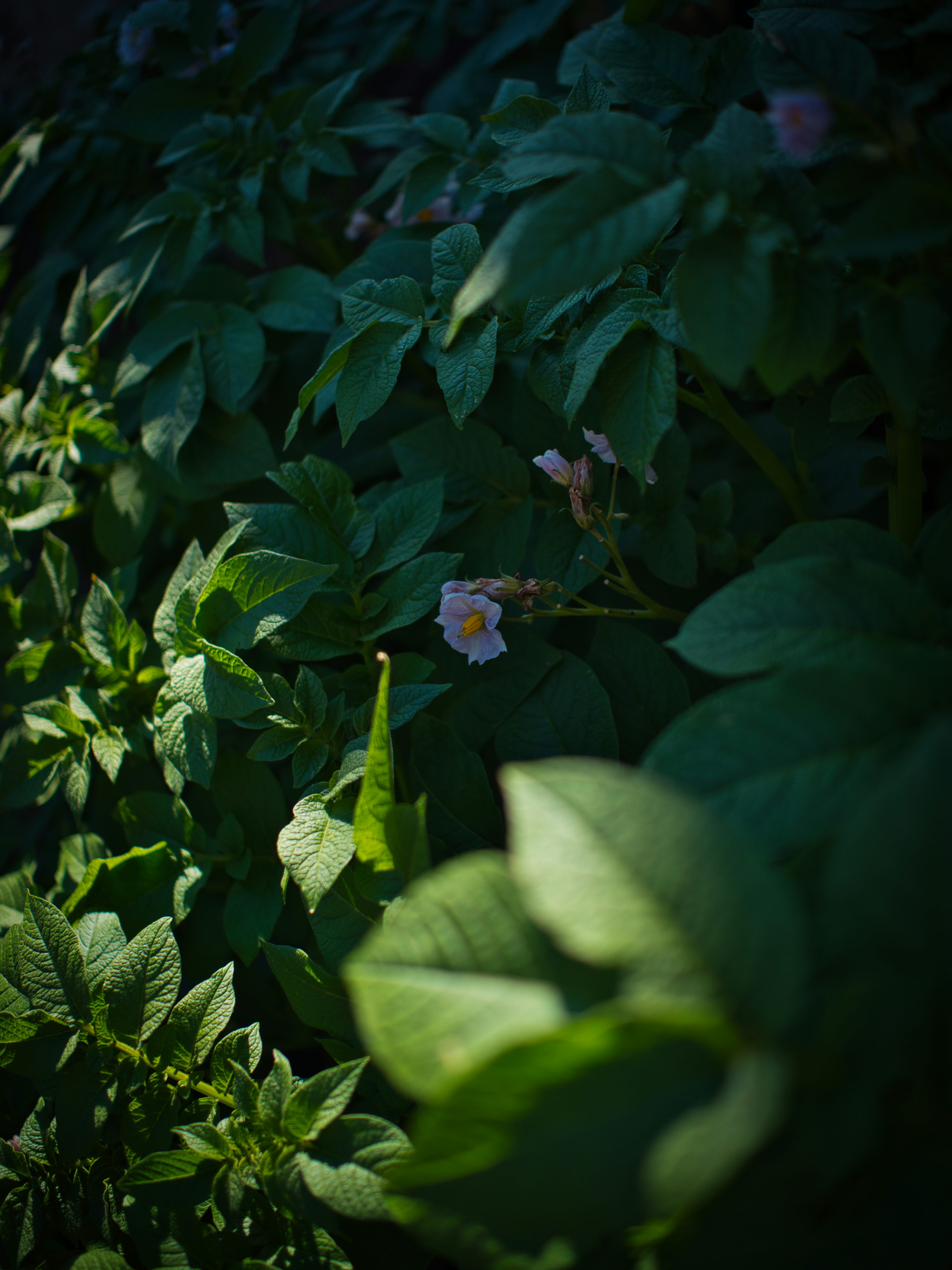 Editorial photograph related to HelloSafe