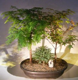 Three-tree redwood bonsai forest planted in a shallow oval pot
