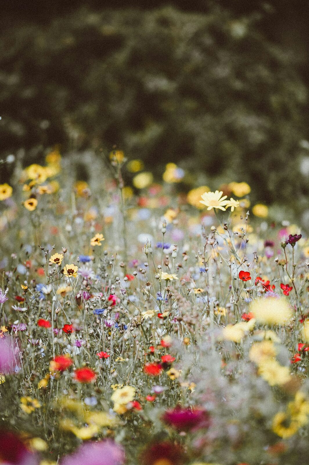 Garden shopping photo